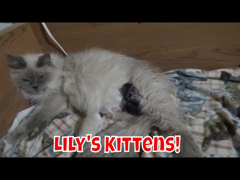 Lily's Kittens And Mom Cats Eating The Placenta! 😻