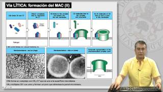 11.4 EL SISTEMA DE COMPLEMENTO Y SUS RECEPTORES