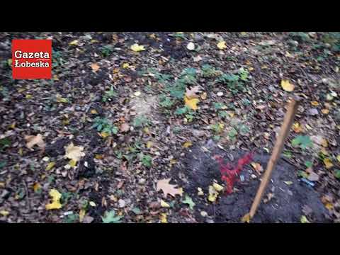 Łobez ma nowy pomnik przyrody – jest nim Dąb „Adam”