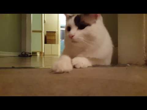 PAROLE DE CHAT - LES GROS MOTS 3