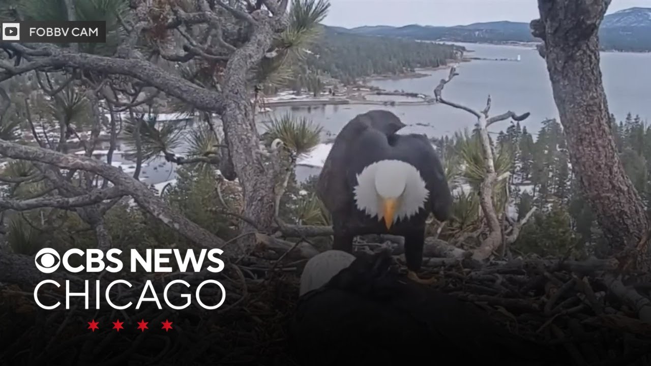 Bald eagle becomes official U.S. bird