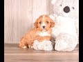 Cavapoo dogs for sale: Terry - Video 1
