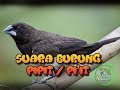 Suara Burung Pipit Untuk Pikat