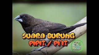 Download lagu Suara Burung Pipit Untuk Pikat mp3