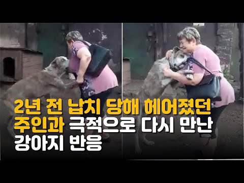 2년 전 납치 당해 헤어졌던 주인과 극적으로 다시 만난 강아지 반응