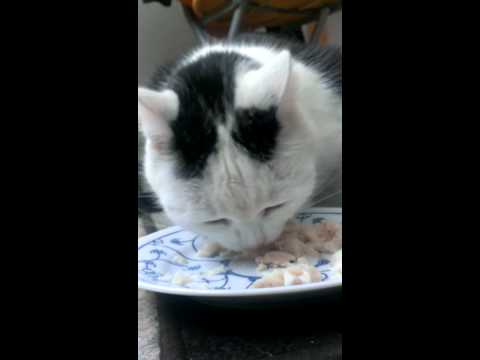 Katze am Fisch essen :)