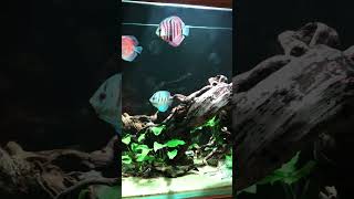 Download lagu Aquascape Ikan Discus dengan Kayu Santigi #discus #aquarium #fish #discusfish #aquascape mp3 Download lagu Aquascape Ikan Discus dengan Kayu Santigi #discus #aquarium #fish #discusfish #aquascape mp3