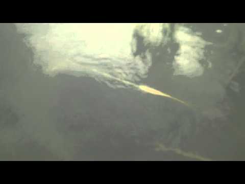 Shxcxchcxsh - Entering The S-Cloud