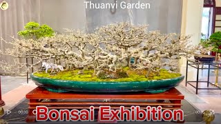 Vietnamese Bonsai Exhibition 2025 | Hanoi Identity in a Glob…