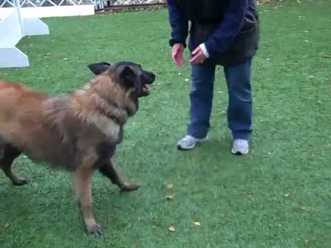 Ali — learning to play with a physical dog