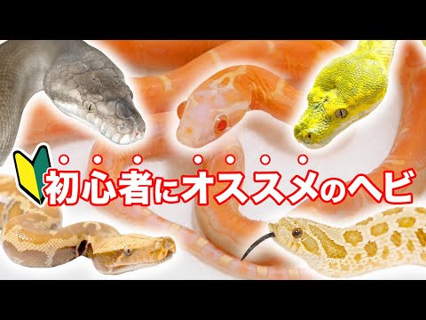 ヘビを寄せ付けない植物は何ですか?爬虫類を撃退し、怖がらせるための最も強力な6種を紹介します  庭園