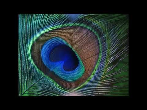 Yemen Illerinde Veysel Karani