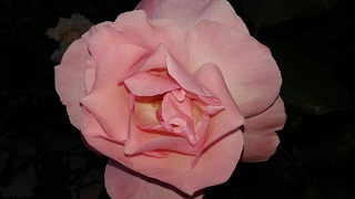 Rie Sinclair   Island of Loneliness