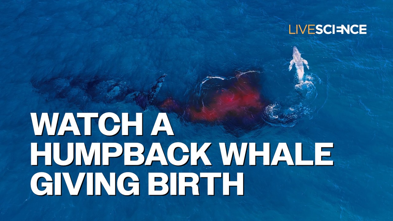 Watch humpback whale birth captured by camera drone off Australian coast - YouTube