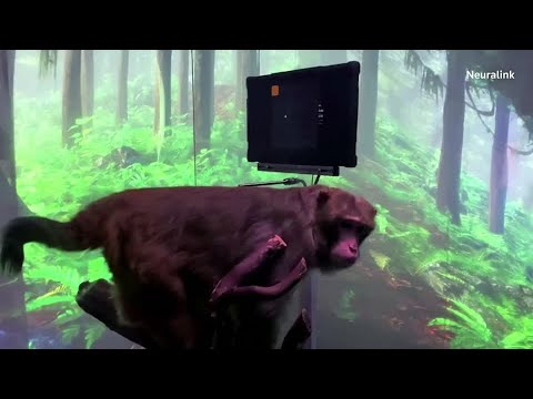 イーロン・マスクの脳チップは機能するのか?精神の力で「ポン」をする猿