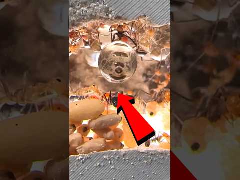 Feeding my honeypot ants