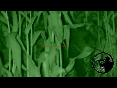 Polowanie na dzika w kukurydzy