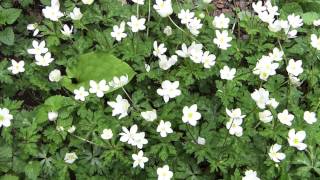 癒し新緑の森 forest of Verdure.