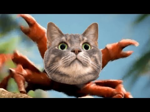 Meowstorm - Cat Rave