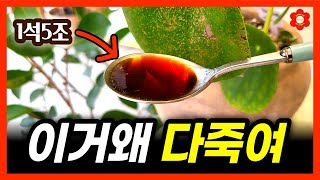 [검증완료] ※ 오해하지 마세요, 진짜 다 죽입니다 ※ㅣ해외에서 무려 여왕상 3번받은 최고의 해충방제+영양공…