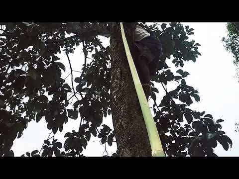 Theitat kunga ka lawn lai..😅😅