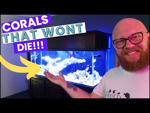 8 great corals for beginners or lazy reef keepers