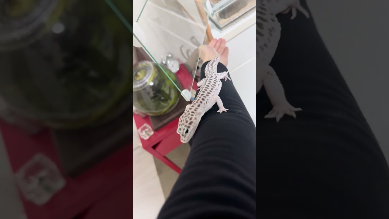 探索大好き！ヒョウモントカゲモドキの夜。