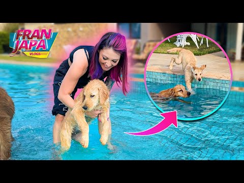 PRIMEIRA VEZ DA MINHA CACHORRA NA PISCINA !! ( SE AFOGOU ) - Fran Japa