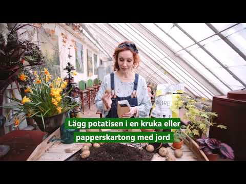 Förodla potatis