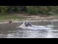 Djuma: Lion-Hippo does not like S8 at water edge and lunges at him from water - 18:03 - 11/06/2023