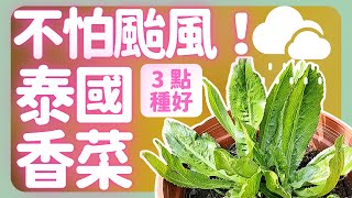 不怕颱風的天選香菜，種好泰國香菜(刺芫荽)的3要點！ | How to grow Culantro  |《葛斯怎麼種》65
