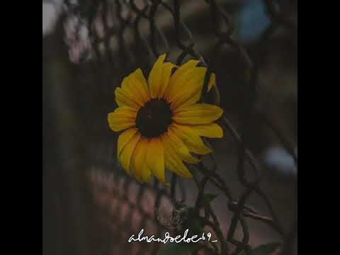 Ko tipu - CMBL GVNK (Lirik Vidio)