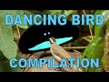 Weird & Wonderful Dancing Birds Compilation (Part 1)
