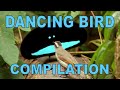 Weird Wonderful Dancing Birds Compilation Part 1