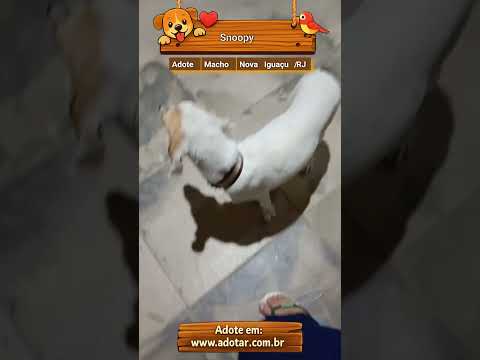 Vídeo de Snoopy 