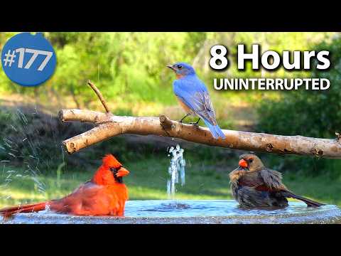 😻 Relaxing Bird Bath, 8 Hours of Birds 🐦 Fountain Water Sounds Uninterrupted CatTV @LensMyth