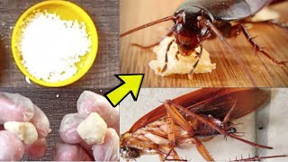 How to Get Rid of Cockroaches Permanently | Best Natural Ways to Get Rid of Roaches