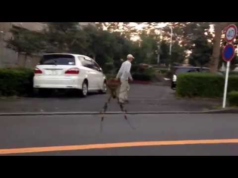 Golden silk orb-weaver spider in Japan