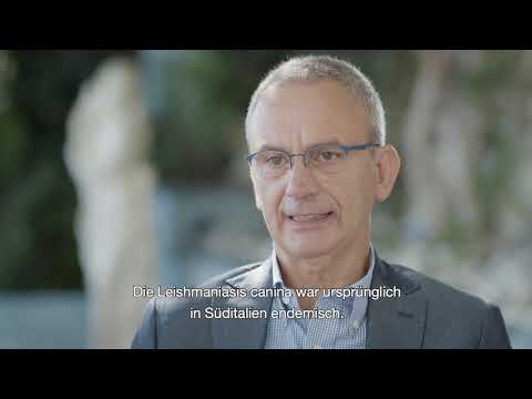 Leishmaniose: ein Leiden, das Tier und Mensch betrifft