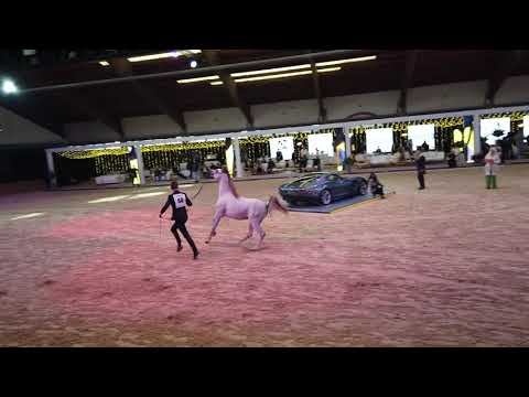 MUTABAHI AL WAAB  . NASSER AL RAYYAN  & SHARUBY HP  "Straight Egyptian World Championship 2021"