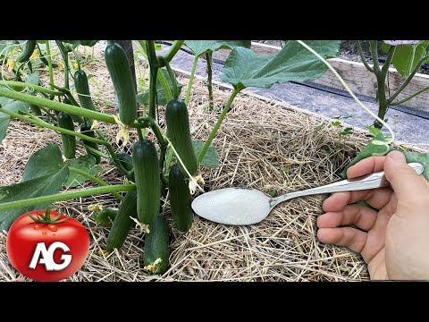 YouTube video about: Where can I buy sugar bomb tomato plants?