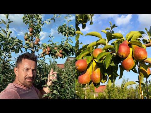 Jurnal de livada 4 iulie 2024🍏🍎🍐🫐🍑