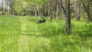 Video preview image #1 Border Collie-Chinese Shar-Pei Mix Puppy For Sale in Rootstown, OH, USA