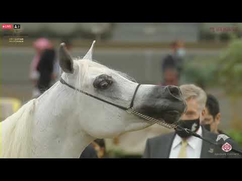 N 421 WASET ALSHAQAB   23rd Qatar National Arabian Horse Show   Stallions 4 6 Years Old Class 12B
