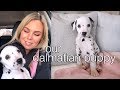 Getting Our Dalmatian Puppy