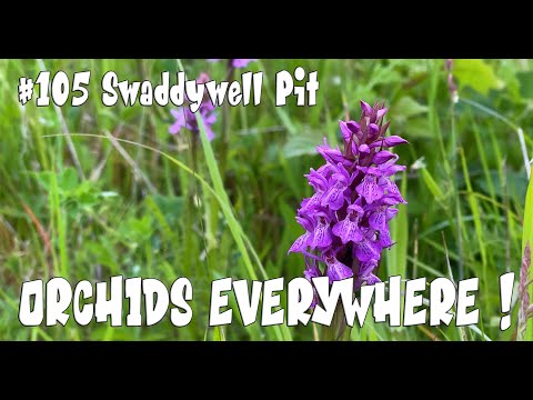 Orchid Hunter - 105 - Swaddywell Pit (30th May 2022)