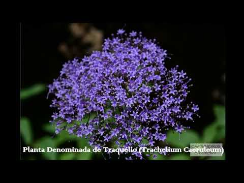 Parade Of Planets & Platon - Pour Lui (Yampolsky Radio Edit)