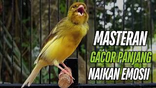 Download lagu Pancingan Kenari Gacor Durasi Panjang Mewah Bikin Kenari Macet Bunyi Seketika Nyaut mp3 Download lagu Pancingan Kenari Gacor Durasi Panjang Mewah Bikin Kenari Macet Bunyi Seketika Nyaut mp3