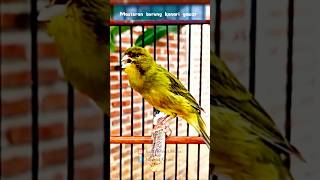Download lagu Masteran kenari gacor panjang #birds #canary #masterankenarigacor #canariesbirds mp3 Download lagu Masteran kenari gacor panjang #birds #canary #masterankenarigacor #canariesbirds mp3