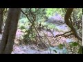 Do Pyar Karne Wale Jungle Mein
